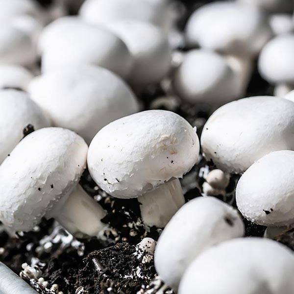 Champiñones blancos 1 kg