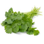 Cilantro x paquete