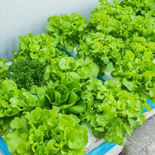 Lechuga hidropónica 1 un