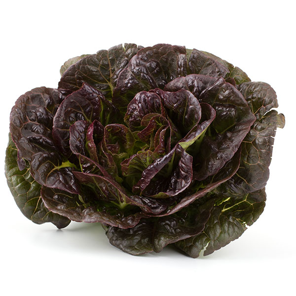Lechuga Española morada